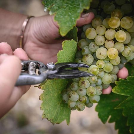 Vignoble Chateau Piegue - Winery Rochefort-sur-Loire 외부 사진