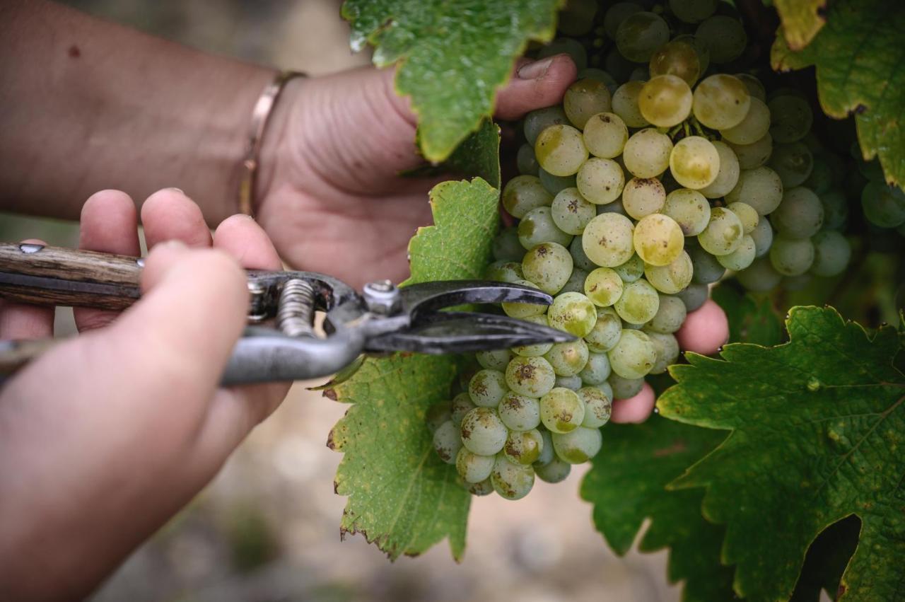 Vignoble Chateau Piegue - Winery Rochefort-sur-Loire 외부 사진