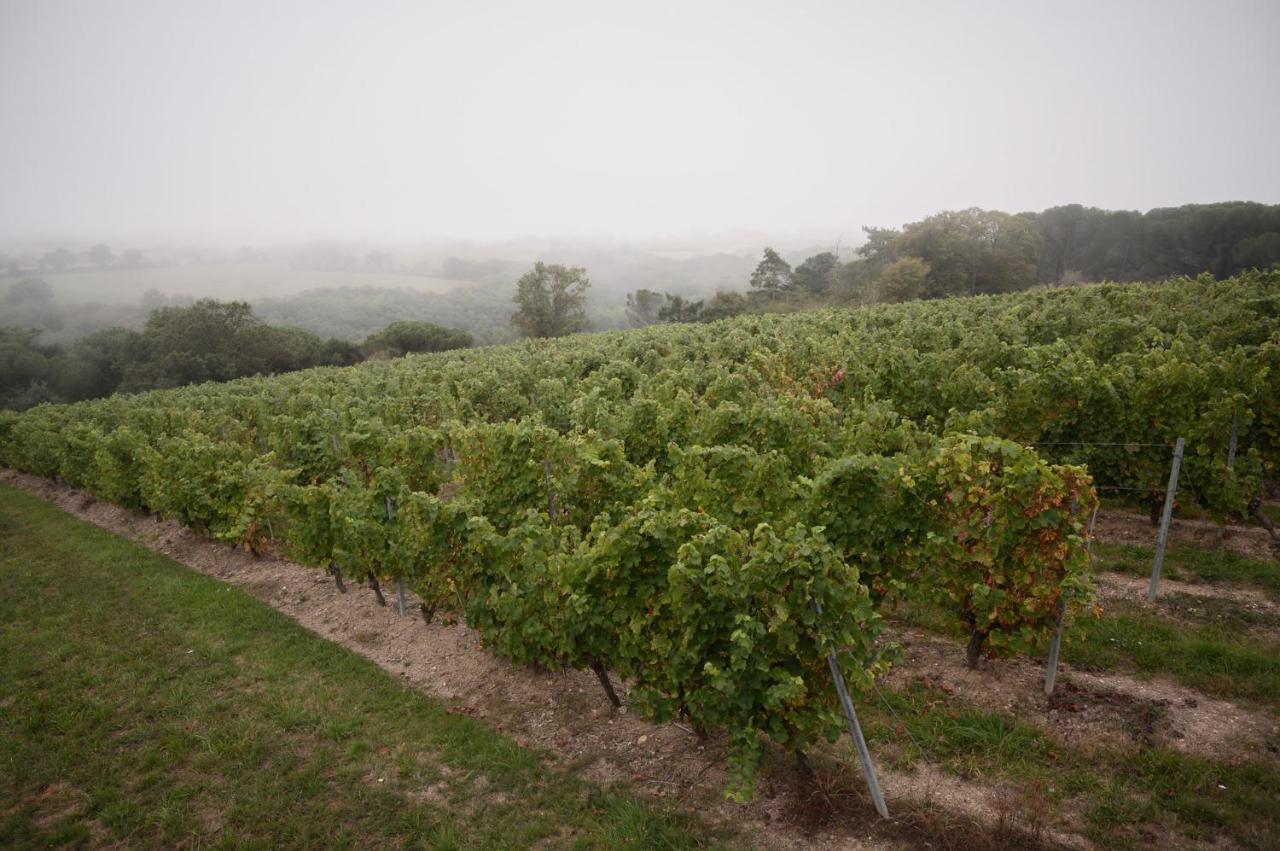 Vignoble Chateau Piegue - Winery Rochefort-sur-Loire 외부 사진