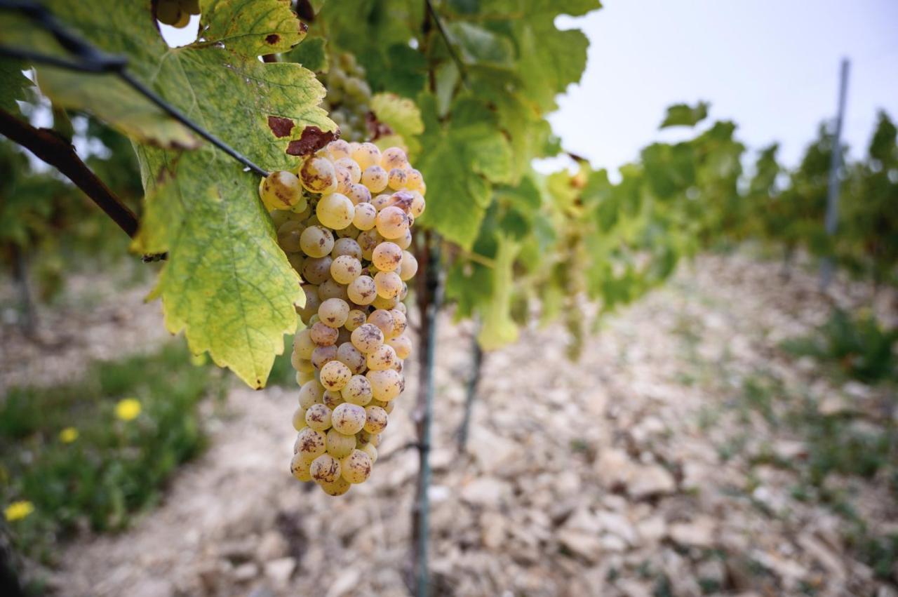 Vignoble Chateau Piegue - Winery Rochefort-sur-Loire 외부 사진