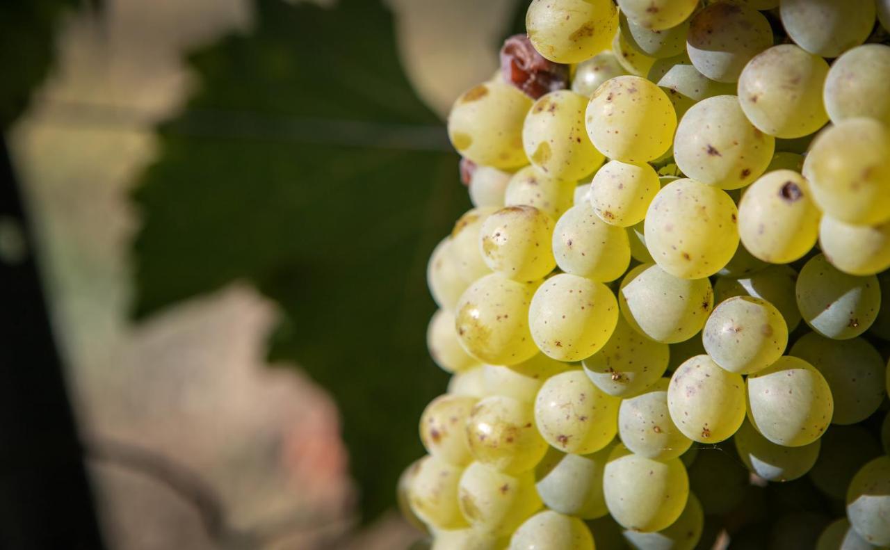 Vignoble Chateau Piegue - Winery Rochefort-sur-Loire 외부 사진