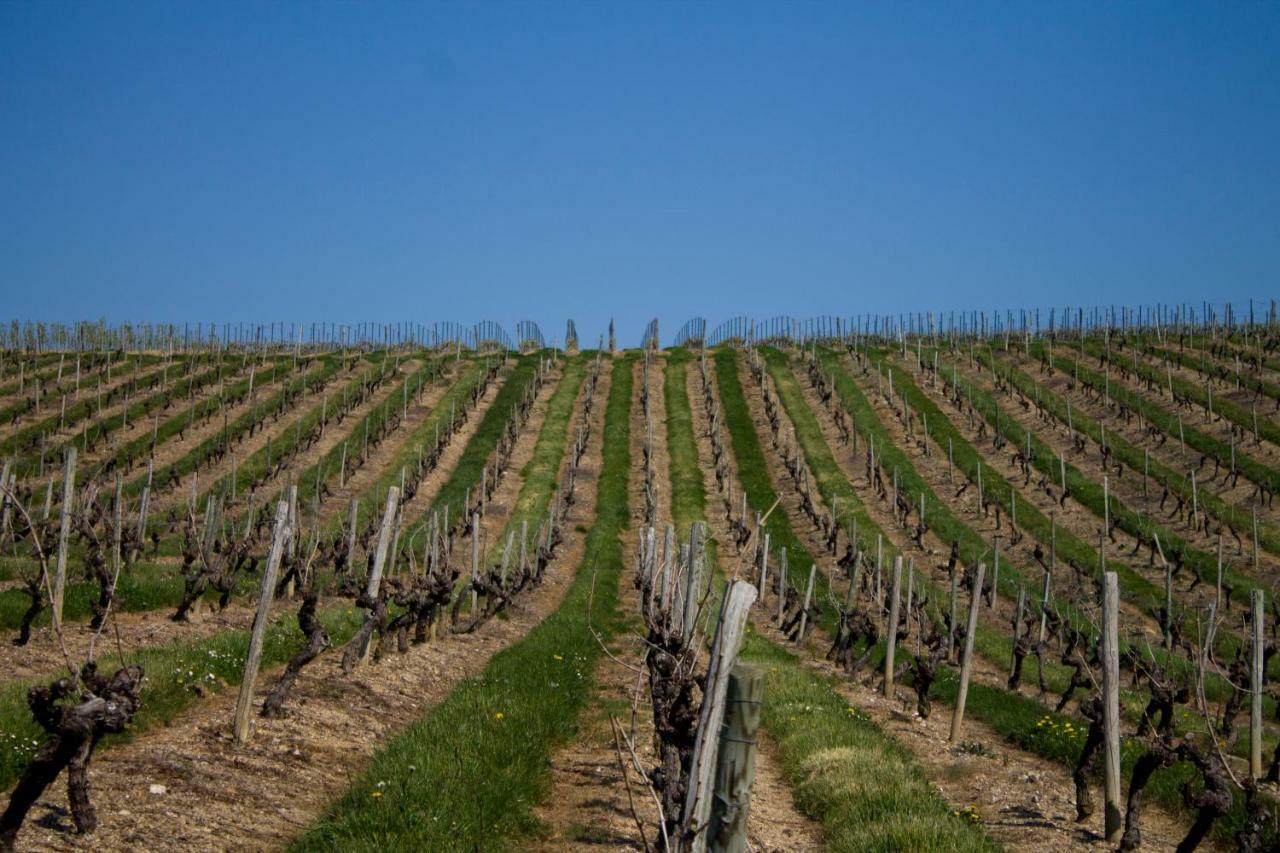 Vignoble Chateau Piegue - Winery Rochefort-sur-Loire 외부 사진